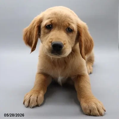 Female Golden Retriever puppy for sale at Petland North Kansas.