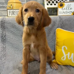 Female Golden Retriever puppy named Winnie for sale at Petland North Kansas.