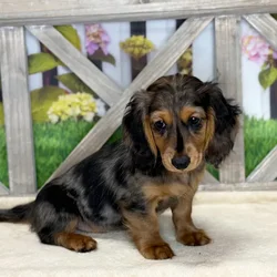 Female Dachshund puppy named Smokey for sale at Petland Blue Springs.