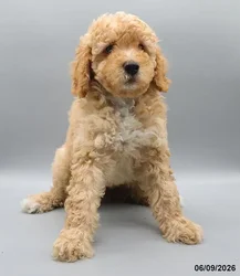 Female Mini Goldendoodle 2Nd Gen puppy for sale at Petland Blue Springs.