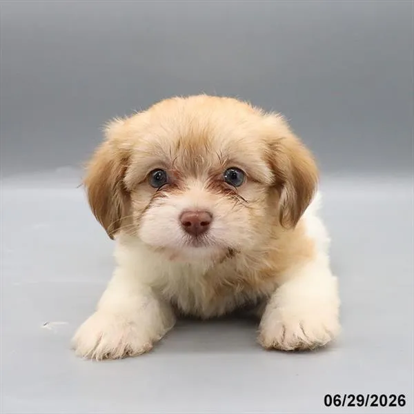 Female Havanese puppy for sale at Petland Blue Springs.