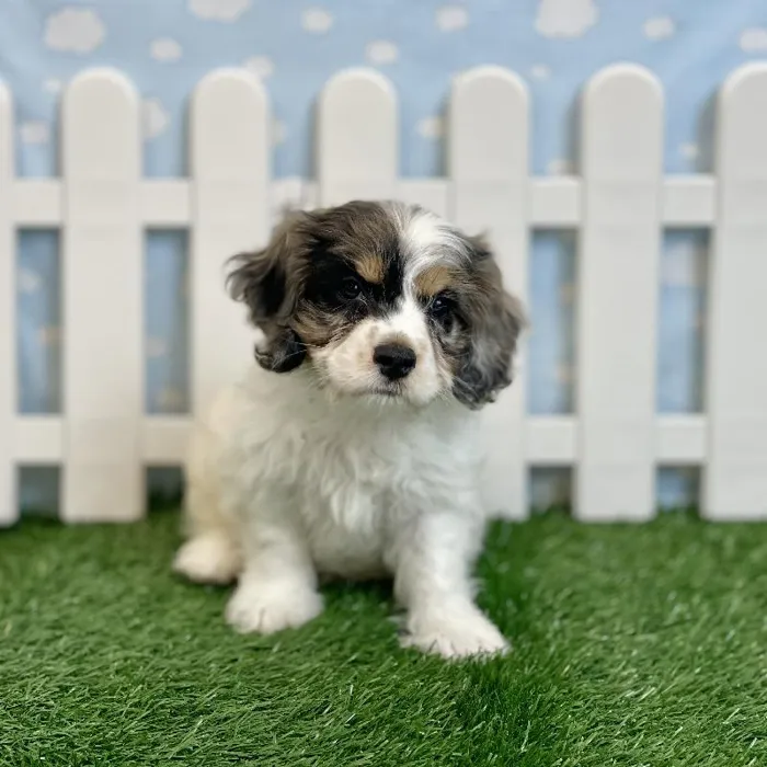 Male Cockapoo Puppy for sale