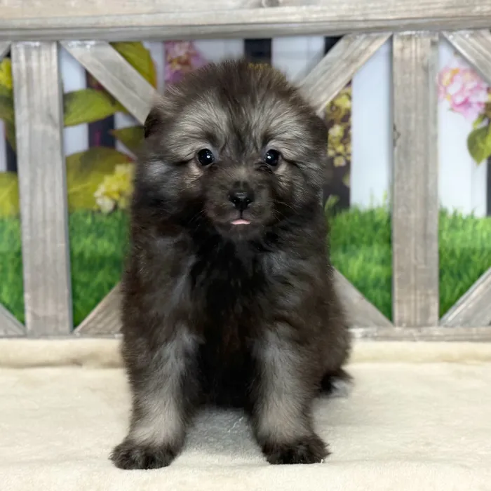 Female Keeshond puppy named Little Bit for sale at Petland North Kansas.