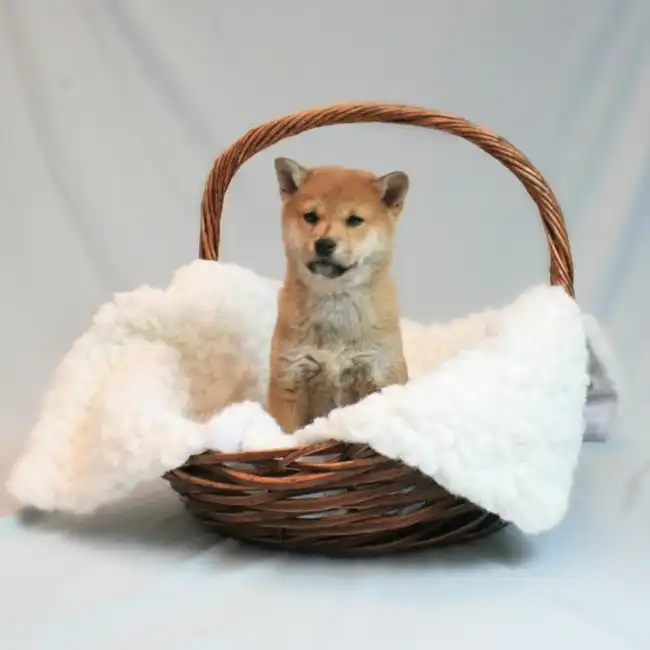 Male Shiba Inu Puppy for sale