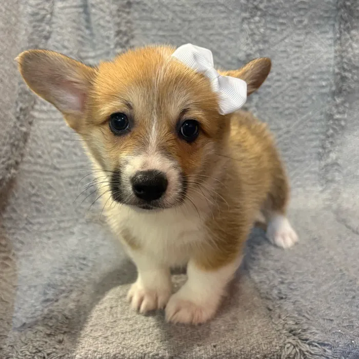 Female Pembroke Welsh Corgi puppy for sale at Petland North Kansas.