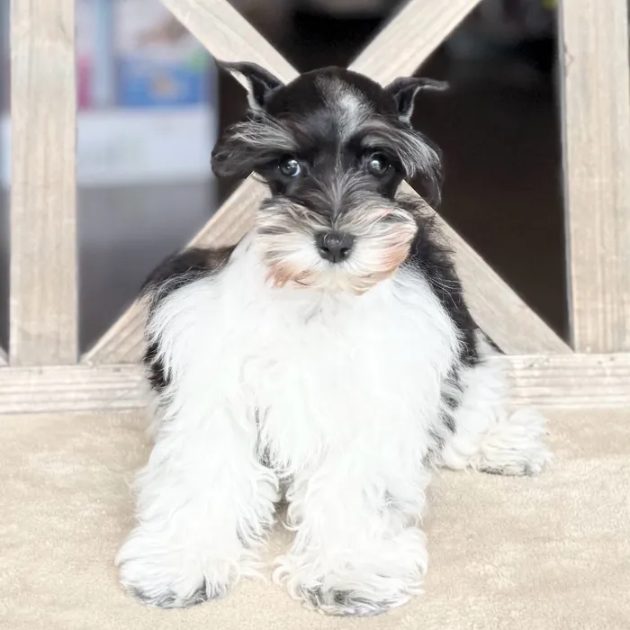 Female Mini Schnauzer puppy named Francie for sale at Petland North Kansas.