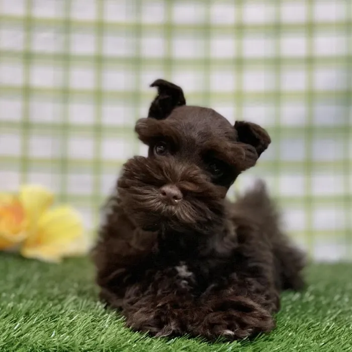 Male Mini Schnauzer Puppy for sale