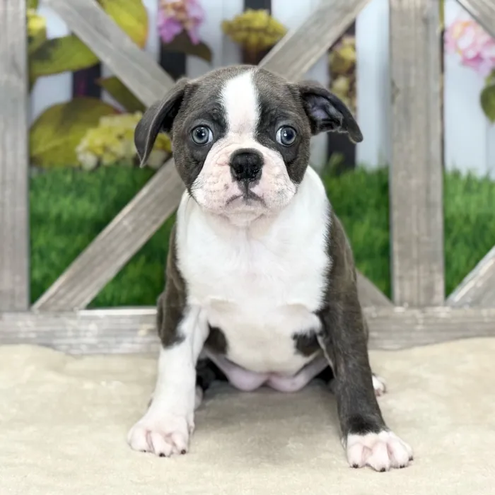 Female Boston Terrier puppy named Viola for sale at Petland North Kansas.