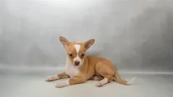 Female Chihuahua puppy for sale at Petland Blue Springs.