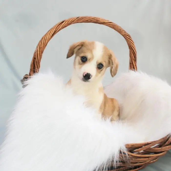 Female Auggie Puppy for sale