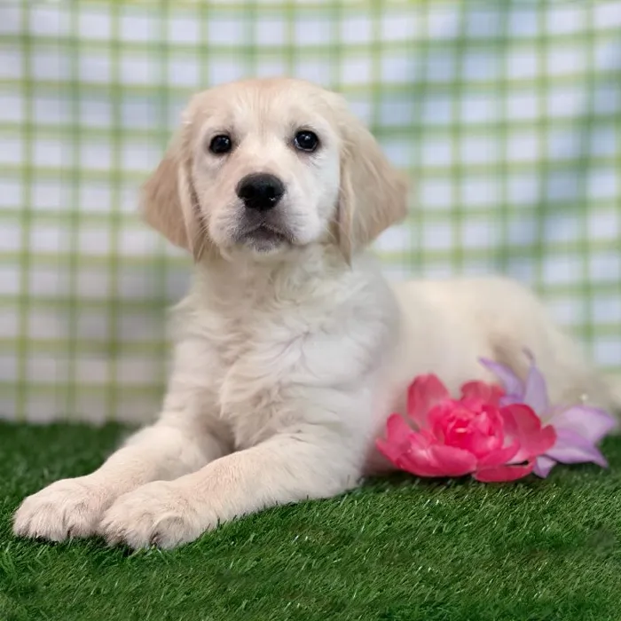 Female Golden Retriever Puppy for sale