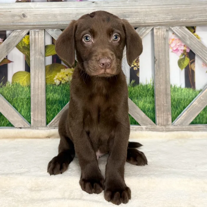 Male Labrador Retriever puppy named Keith for sale at Petland North Kansas.