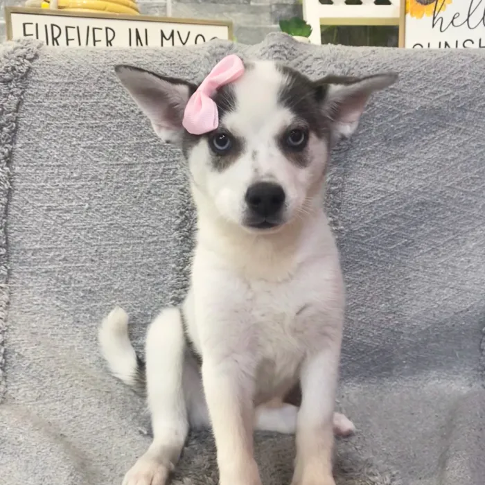 Female Alaskan Klee Kai puppy named Vicky for sale at Petland North Kansas.