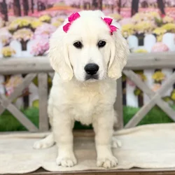 Female Golden Retriever puppy named Lulu for sale at Petland Blue Springs.