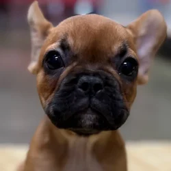 car_main_img_/media/ap_media/pets/NYXUILLJAGQB67507.webp.250x250_q85.webp