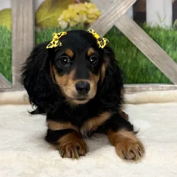 Female Dachshund puppy named Scarlet Witch for sale at Petland Blue Springs.