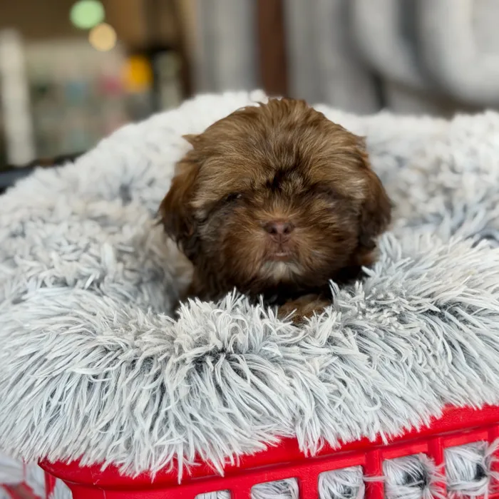 Male Shih Tzu puppy named Chewbacca for sale at Petland North Kansas.