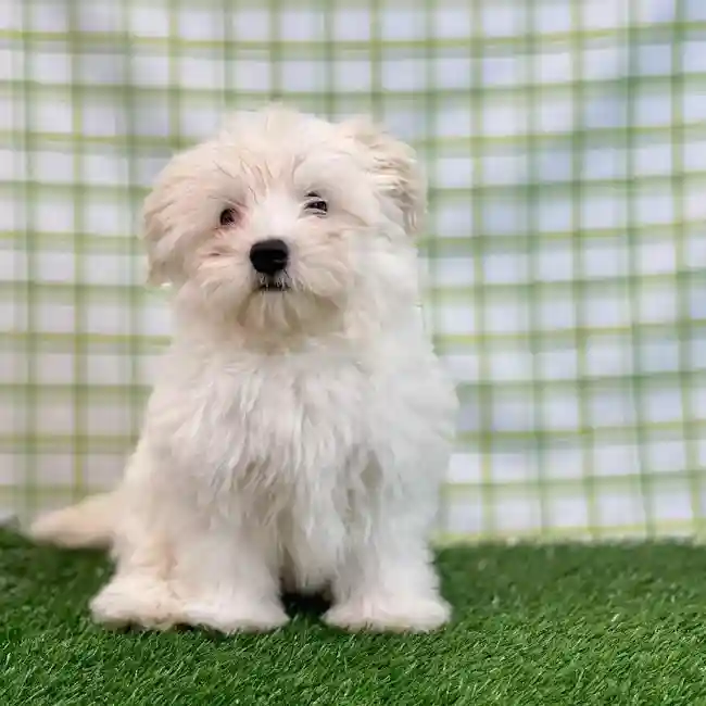 Male Havanese Puppy for sale