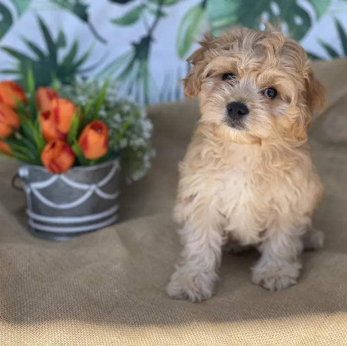 Male Cavachon Puppy for sale