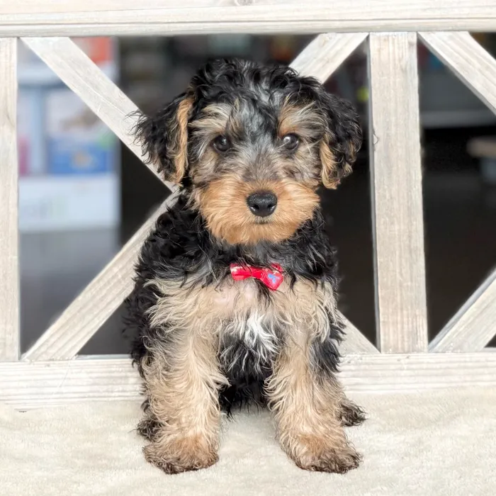 Male Yorkie-Poo puppy named Steven for sale at Petland North Kansas.