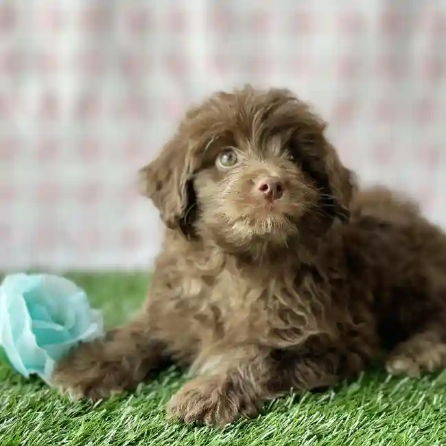 Male Mini Aussiedoodle Puppy for sale