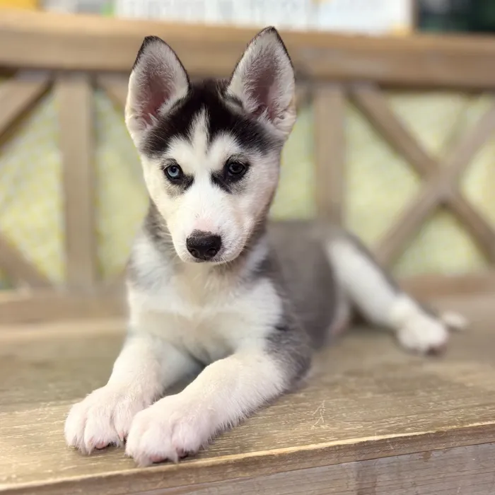 Female Siberian Husky puppy named Alaska for sale at Petland North Kansas.