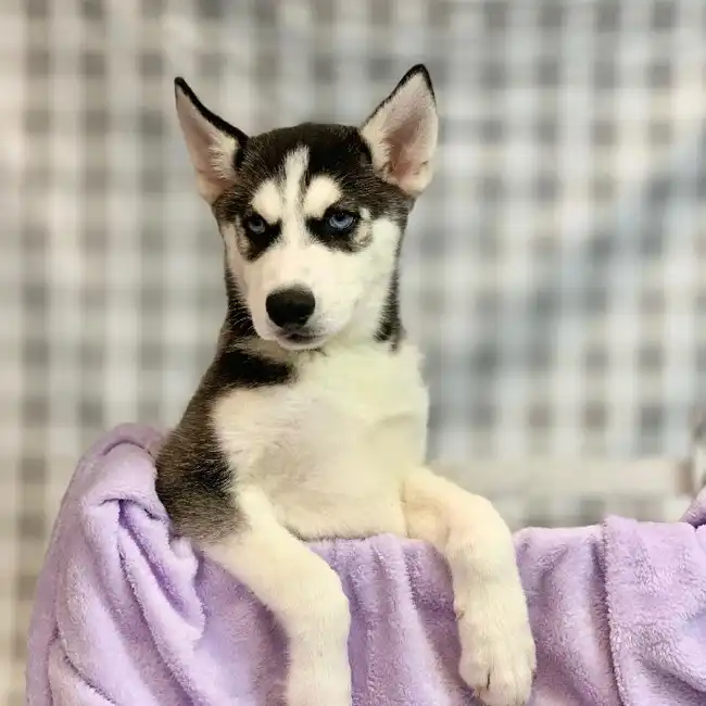 Male Siberian Husky Puppy for sale