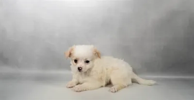 Male Chihuahua puppy for sale at Petland Blue Springs.