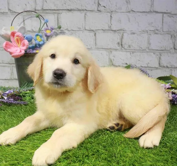 Male Golden Retriever puppy for sale at Petland Blue Springs.