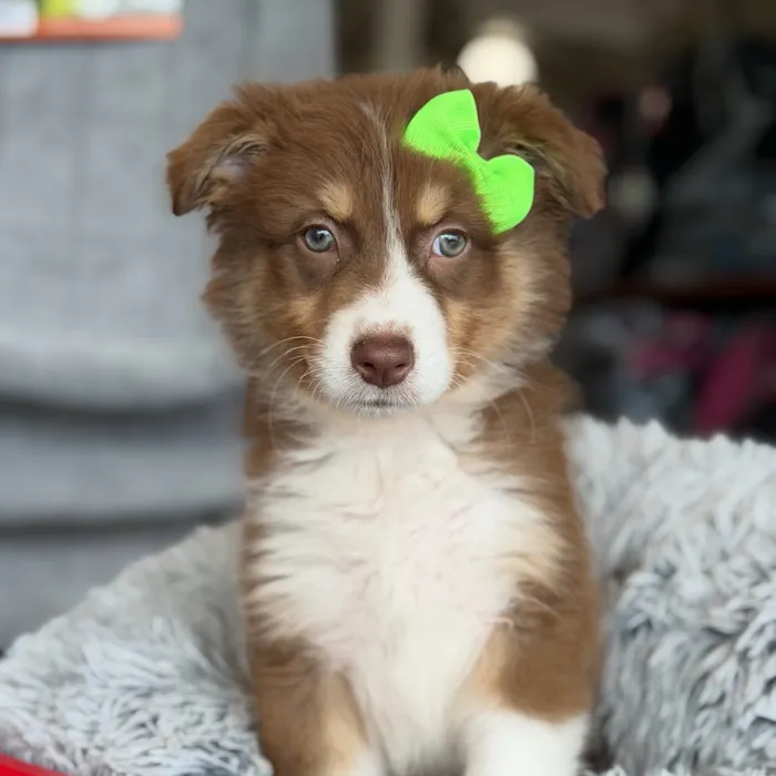 Female Australian Shepherd puppy named Hazel for sale at Petland North Kansas.