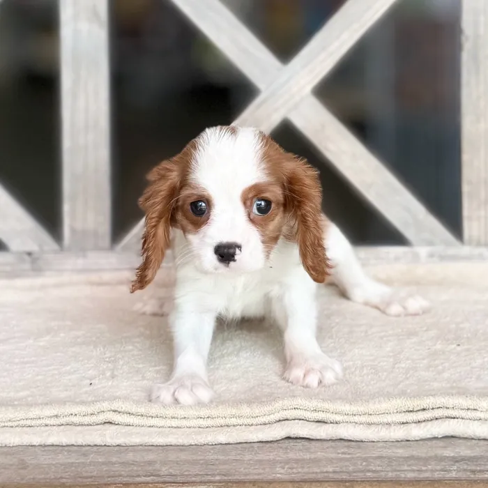 Female Cavalier King Charles Spaniel puppy for sale at Petland North Kansas.