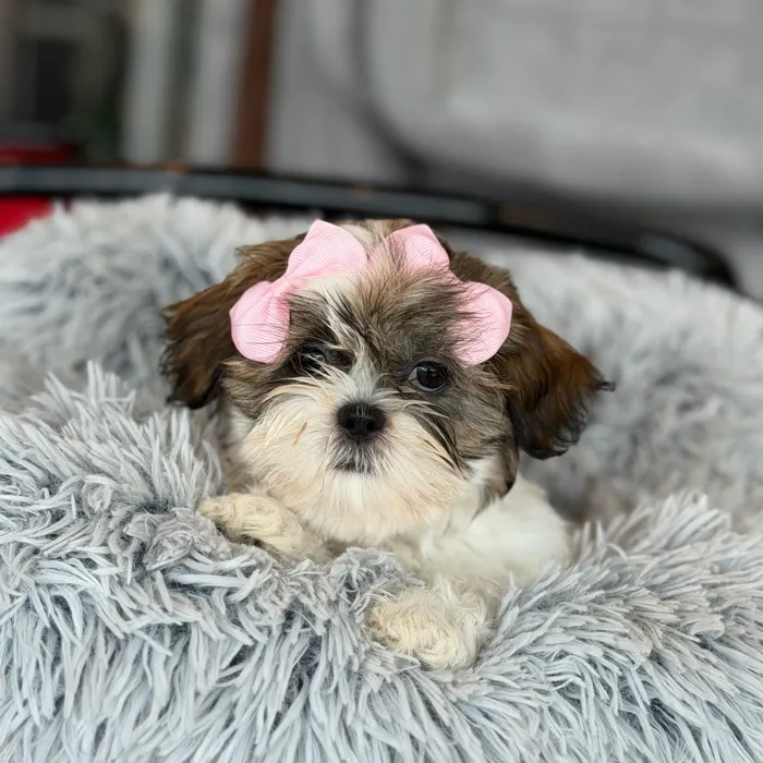 Female Shih Tzu puppy named Monica for sale at Petland North Kansas.