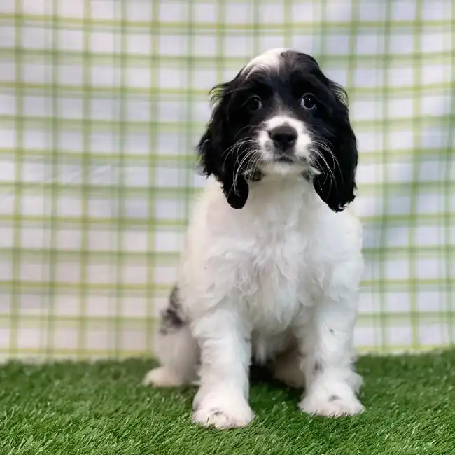 Female Cockapoo Puppy for sale