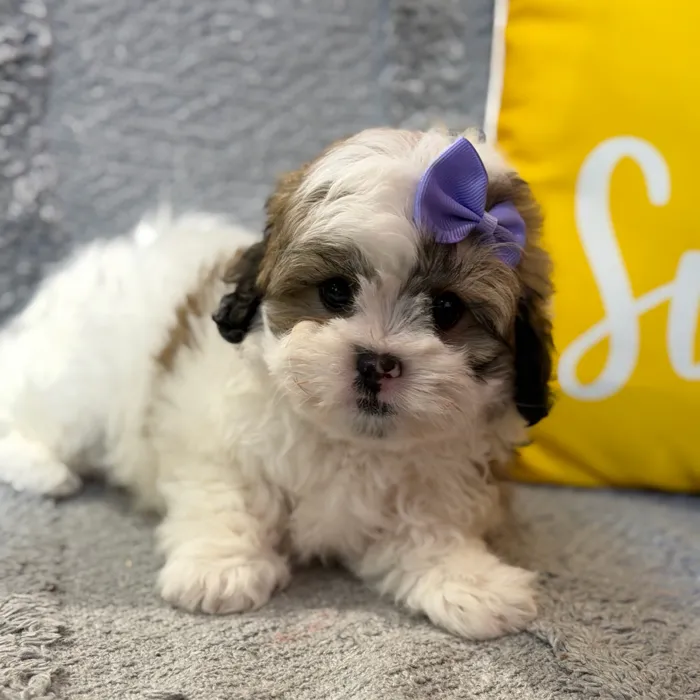 Female Teddy Bear puppy named Merida for sale at Petland North Kansas.