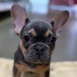 car_main_img_/media/ap_media/pets/PDXYUZTILRIN67180.webp.250x250_q85.webp