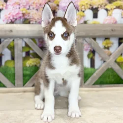 Female Siberian Husky puppy named Caramel for sale at Petland Blue Springs.