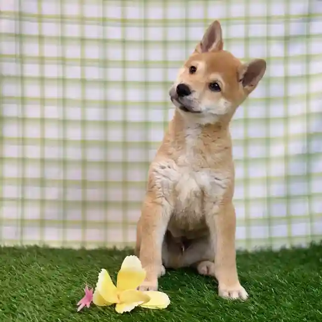 Male Shiba Inu Puppy for sale