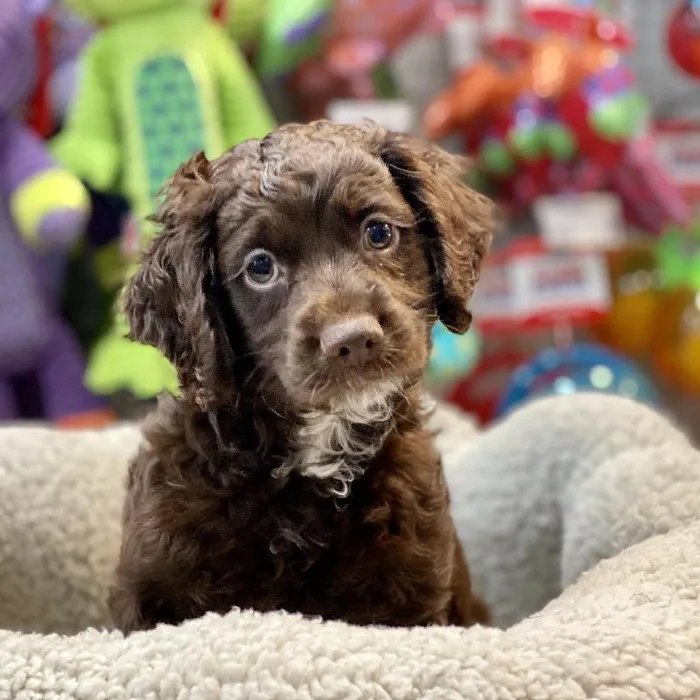 Male Cockapoo Puppy for sale