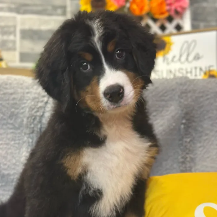 Male Bernese Mountain Dog puppy named Rocky for sale at Petland North Kansas.