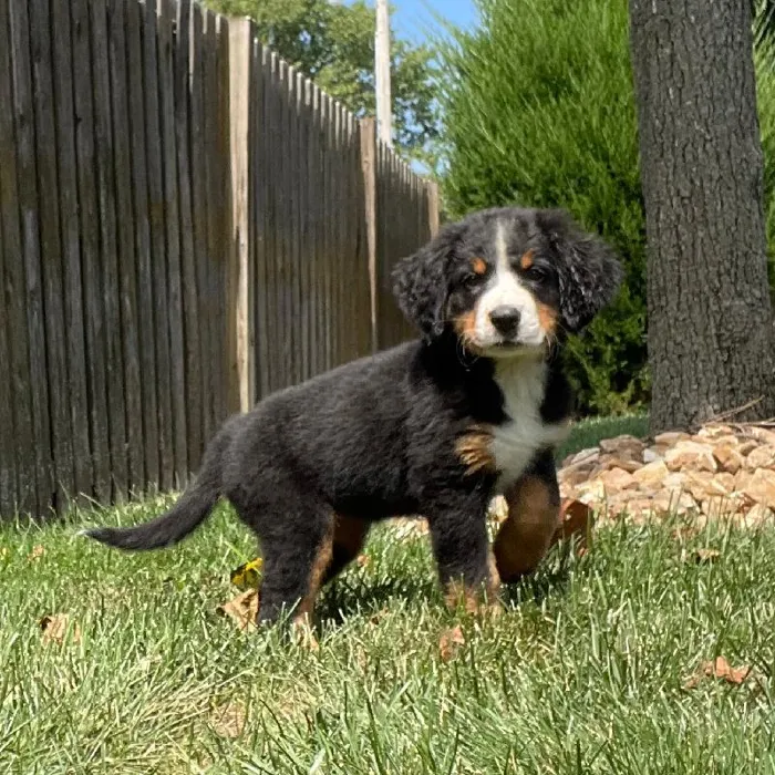Female Bernese Mountain Dog Puppy for sale