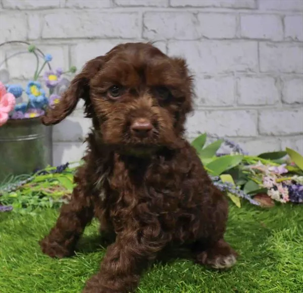 Female Cockapoo puppy for sale at Petland Blue Springs.