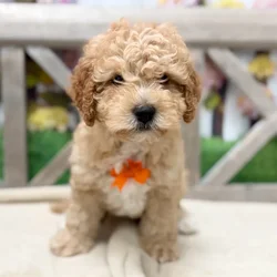 Male Mini Goldendoodle F1Bb puppy named Oliver for sale at Petland Blue Springs.