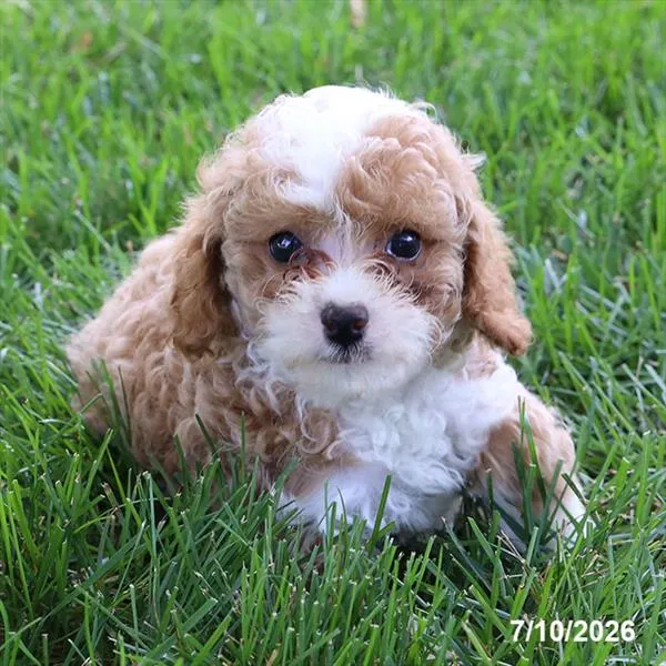 Male Cavapoo puppy for sale at Petland Blue Springs.