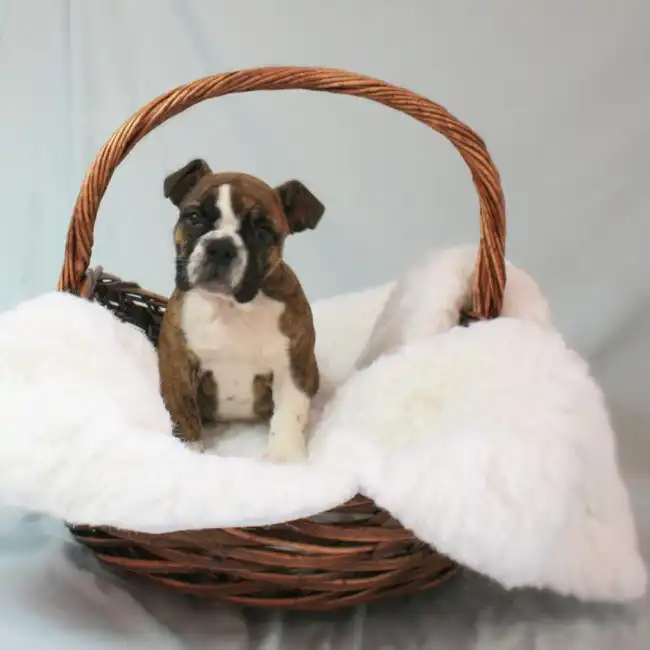 Female English Bulldog Puppy for sale