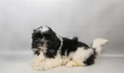 Female Shih Tzu puppy named Ellie for sale at Petland North Kansas.