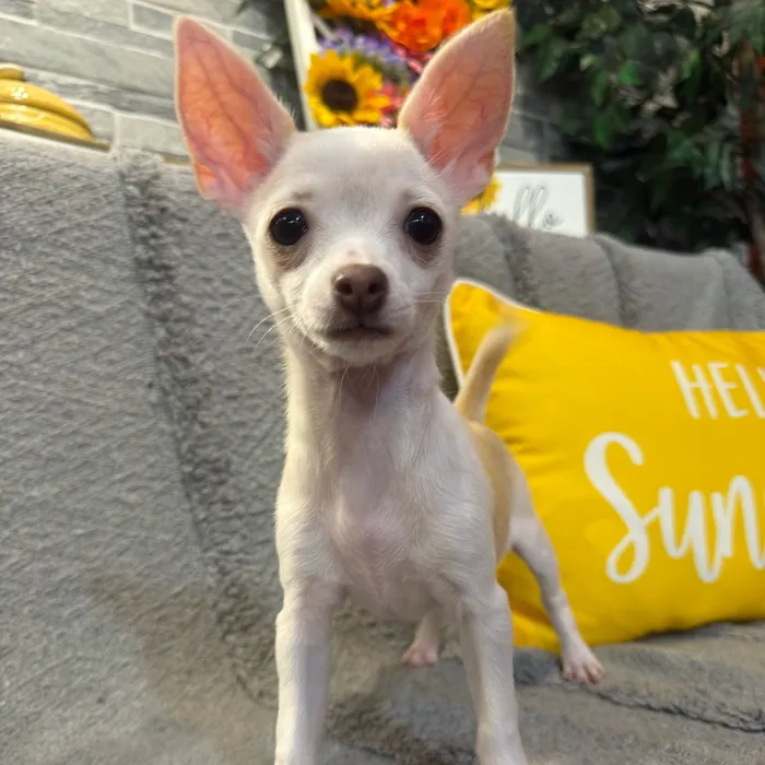 Female Chihuahua puppy named Peanut for sale at Petland North Kansas.