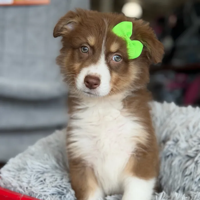 Female Australian Shepherd puppy named Hazel for sale at Petland North Kansas.