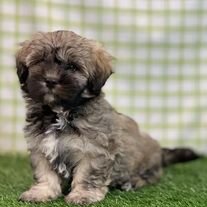 Male Shipoo Puppy for sale
