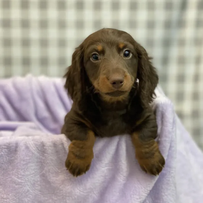 Male Dachshund Puppy for sale