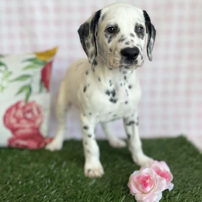 Female Dalmatian Puppy for sale